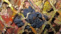 120 Oscarelle (Oscarella sp)